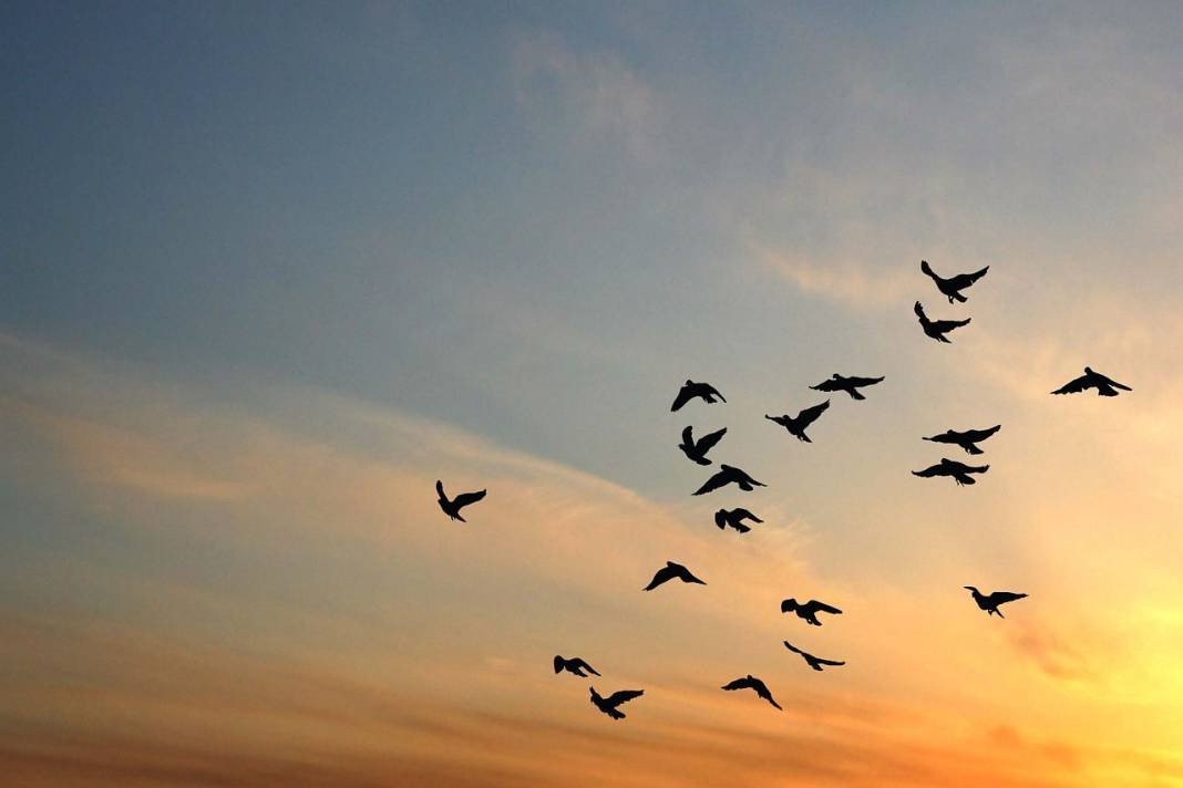 Kuşların uçuş sırrı: Neden "V" şeklinde uçarlar? - Resim: 4